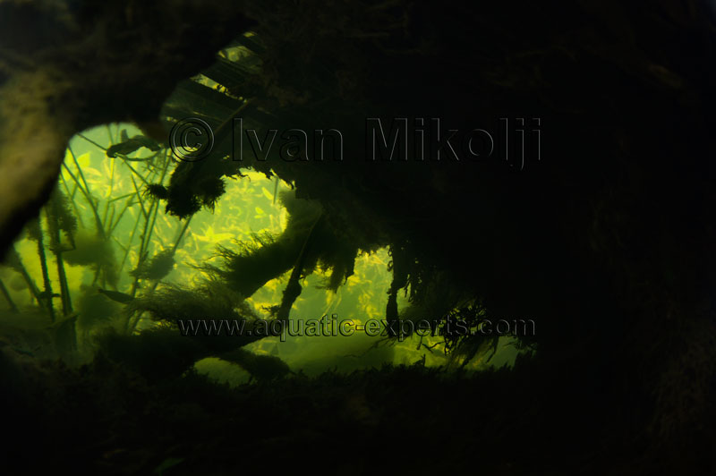 backgrounds for aquariums